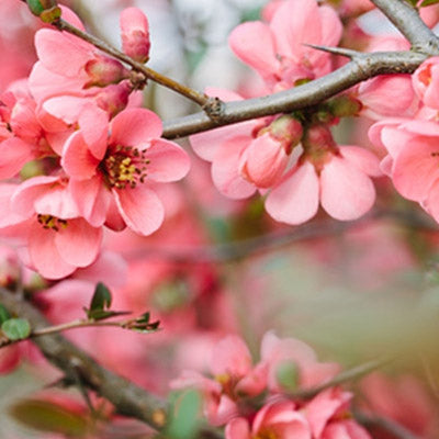 Cherry Blossom PG TFA