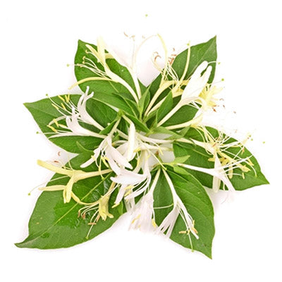 Honeysuckle TFA